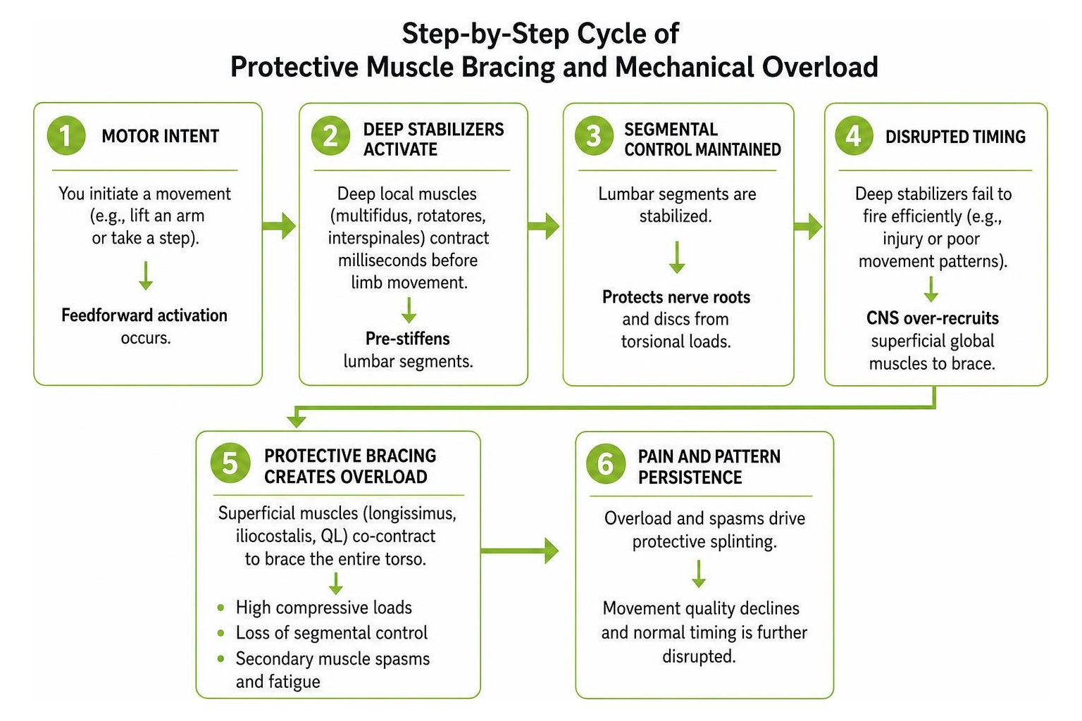 Step-by-step cycle of protective muscle bracing and mechanical overload Step-by-step cycle of protective muscle bracing and mechanical overload