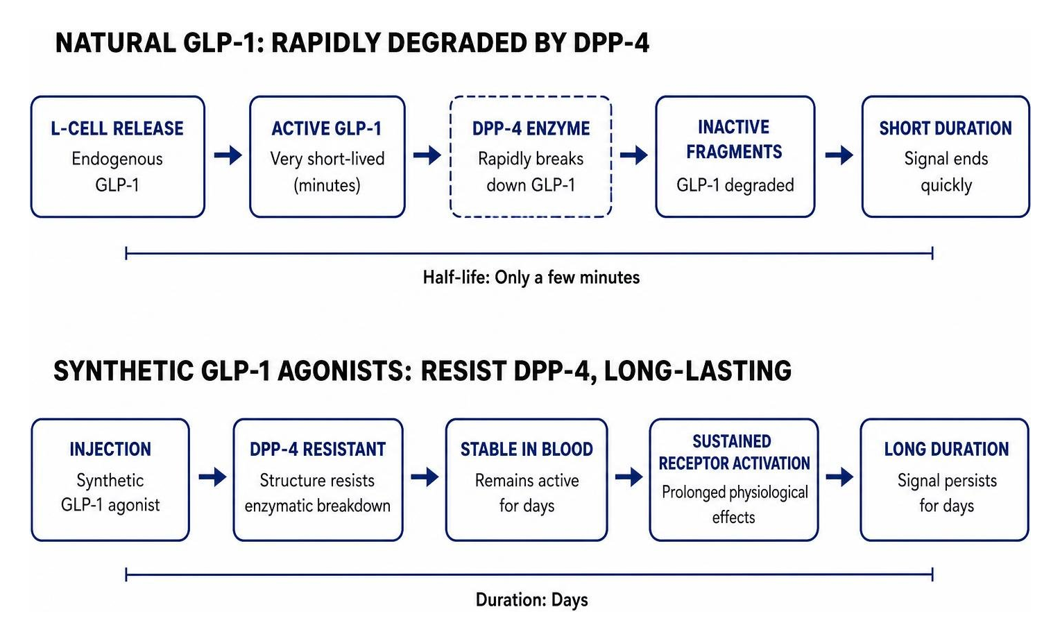 Diagram showing the rapid enzymatic degradation of natural GLP-1 by DPP-4 versus the stability of synthetic GLP-1 agonists