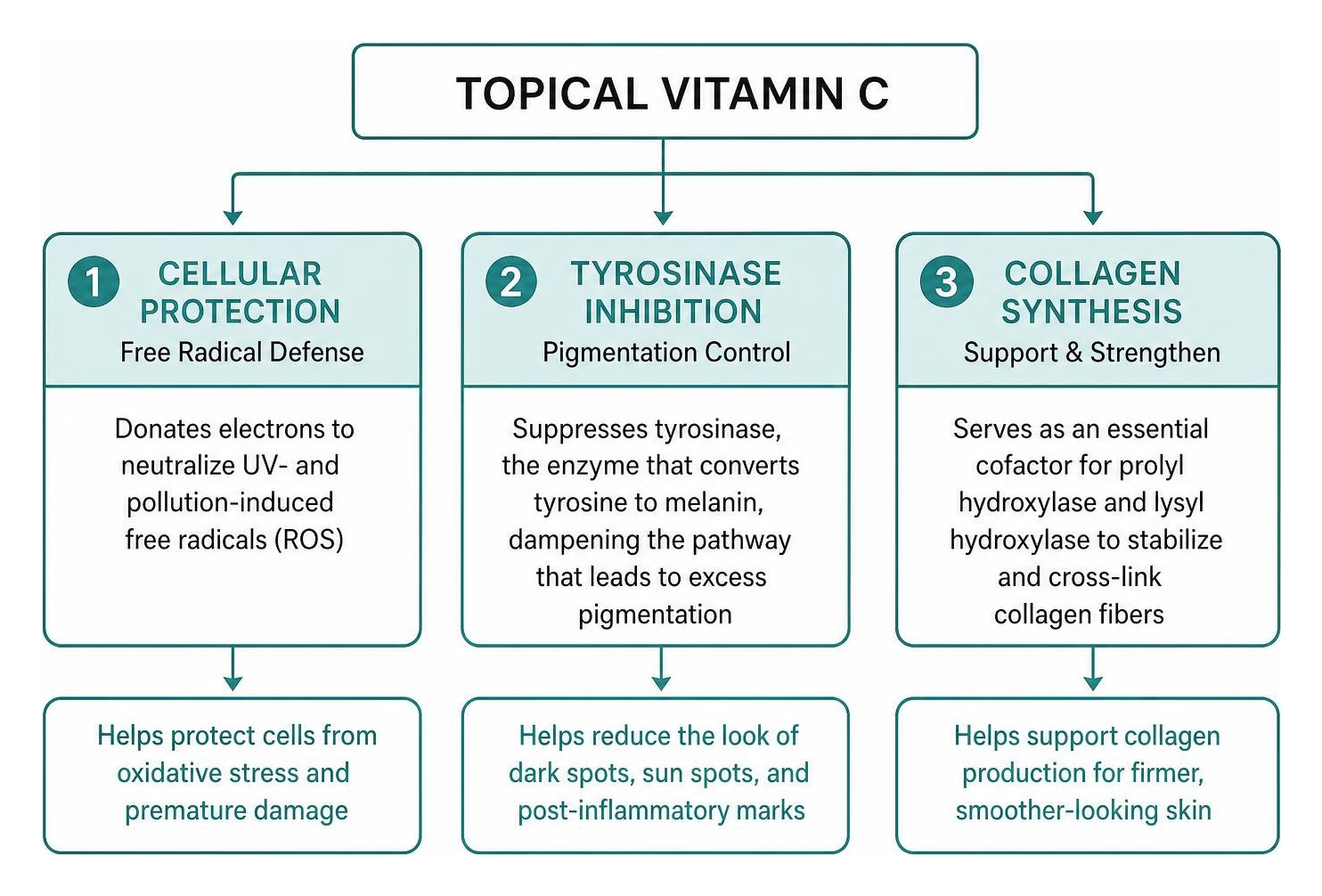 Mechanism of vitamin C cellular protection, tyrosinase inhibition, and collagen synthesis Mechanism of vitamin C cellular protection, tyrosinase inhibition, and collagen synthesis