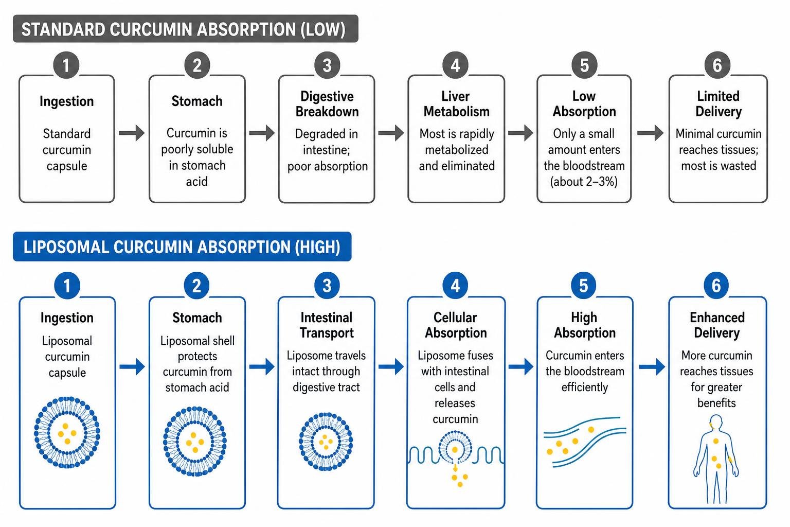 Diagram showing the step-by-step process of standard vs liposomal curcumin absorption Diagram showing the step-by-step process of standard vs liposomal curcumin absorption