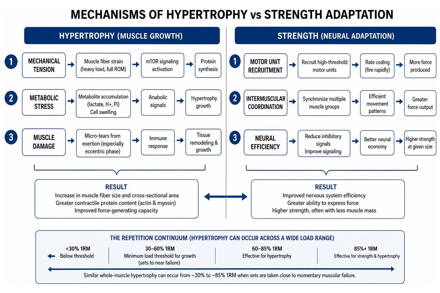 mechanisms of hypertrophy vs strength adaptation mechanisms of hypertrophy vs strength adaptation