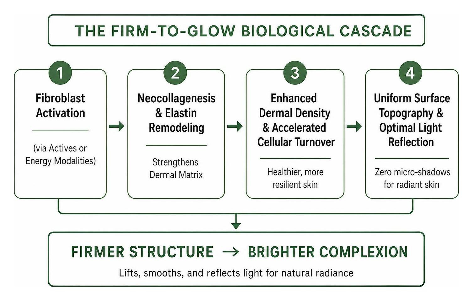 Biological pathway of collagen stimulation leading to skin radiance Biological pathway of collagen stimulation leading to skin radiance