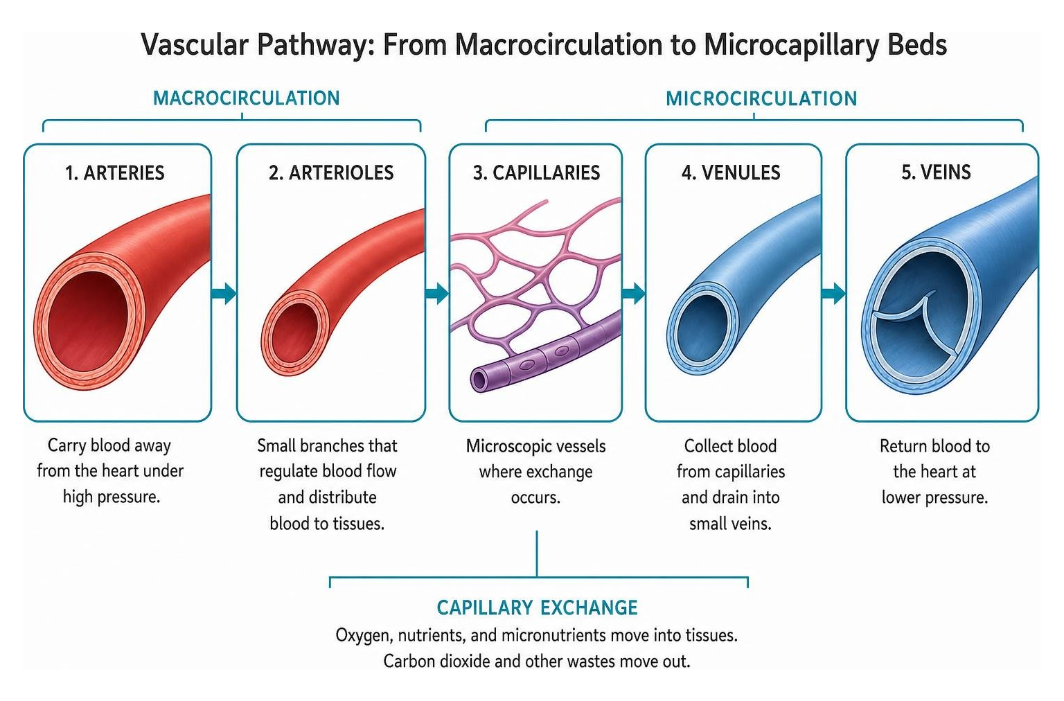 Diagram showing the vascular pathway from macrocirculation arteries to microcapillary beds