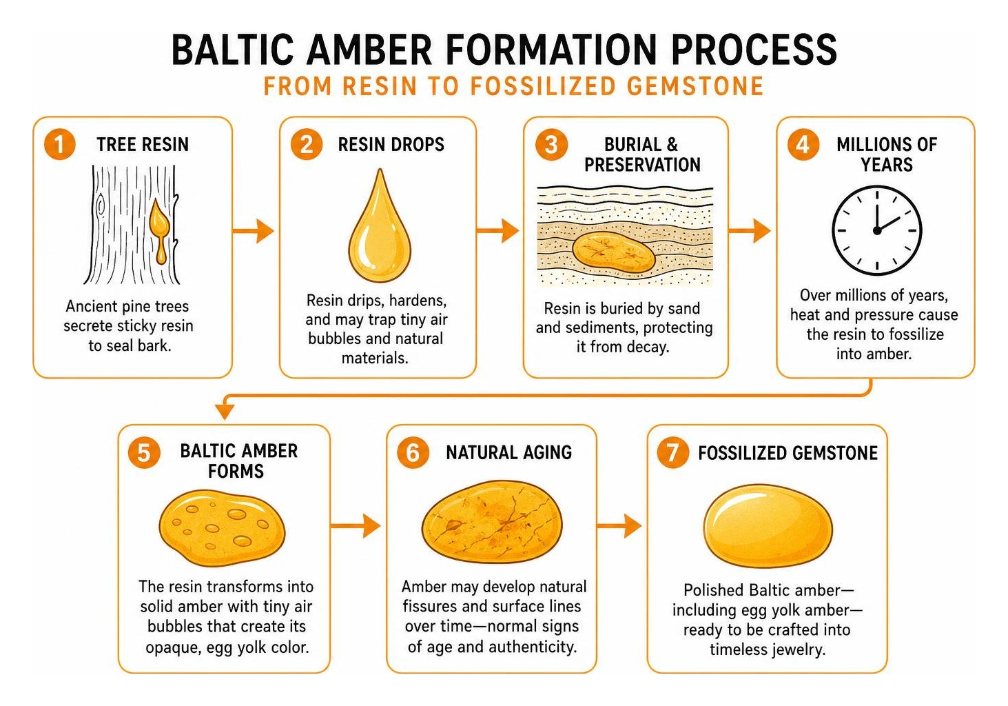 Diagram of Baltic amber formation process from resin to fossilized gemstone