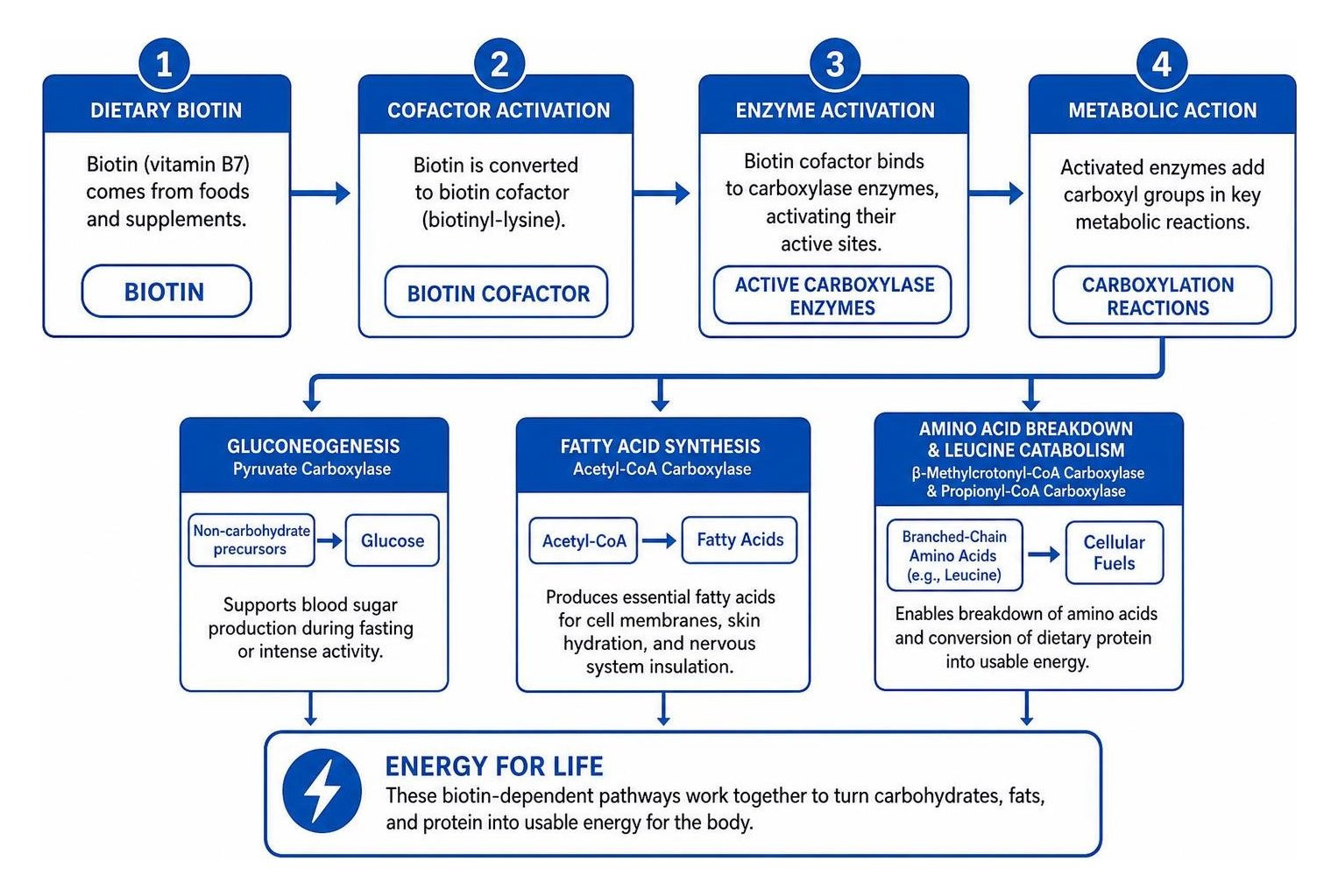 Step-by-step metabolic pathways showing biotin cofactor activating carboxylase enzymes for energy