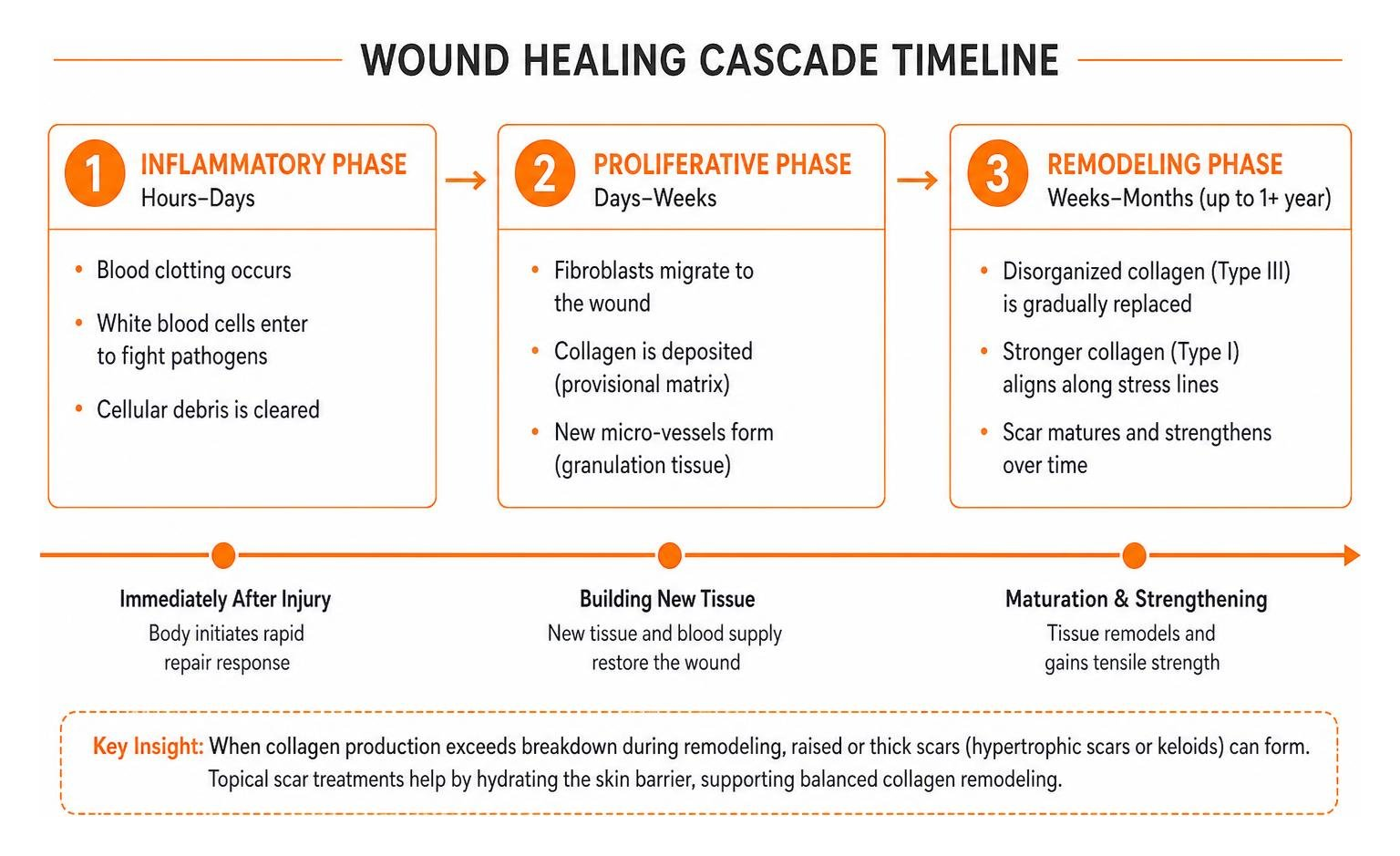 wound healing cascade timeline wound healing cascade timeline
