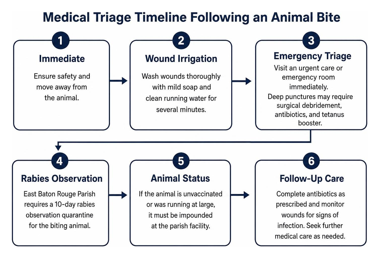 Medical triage timeline following an animal bite incident Medical triage timeline following an animal bite incident