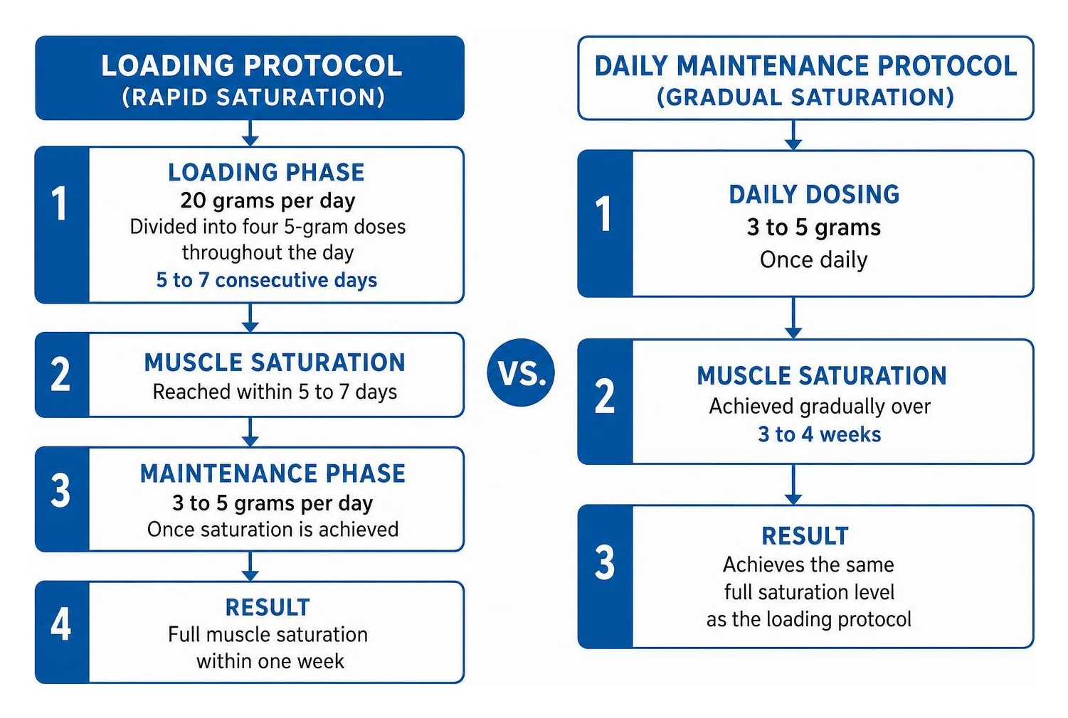 Comparison diagram of creatine loading protocol versus daily maintenance protocol Comparison diagram of creatine loading protocol versus daily maintenance protocol