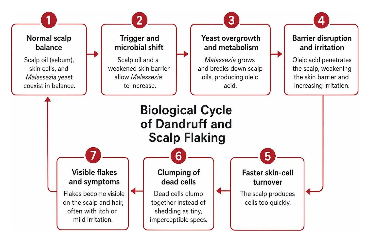 biological cycle of dandruff and scalp flaking biological cycle of dandruff and scalp flaking