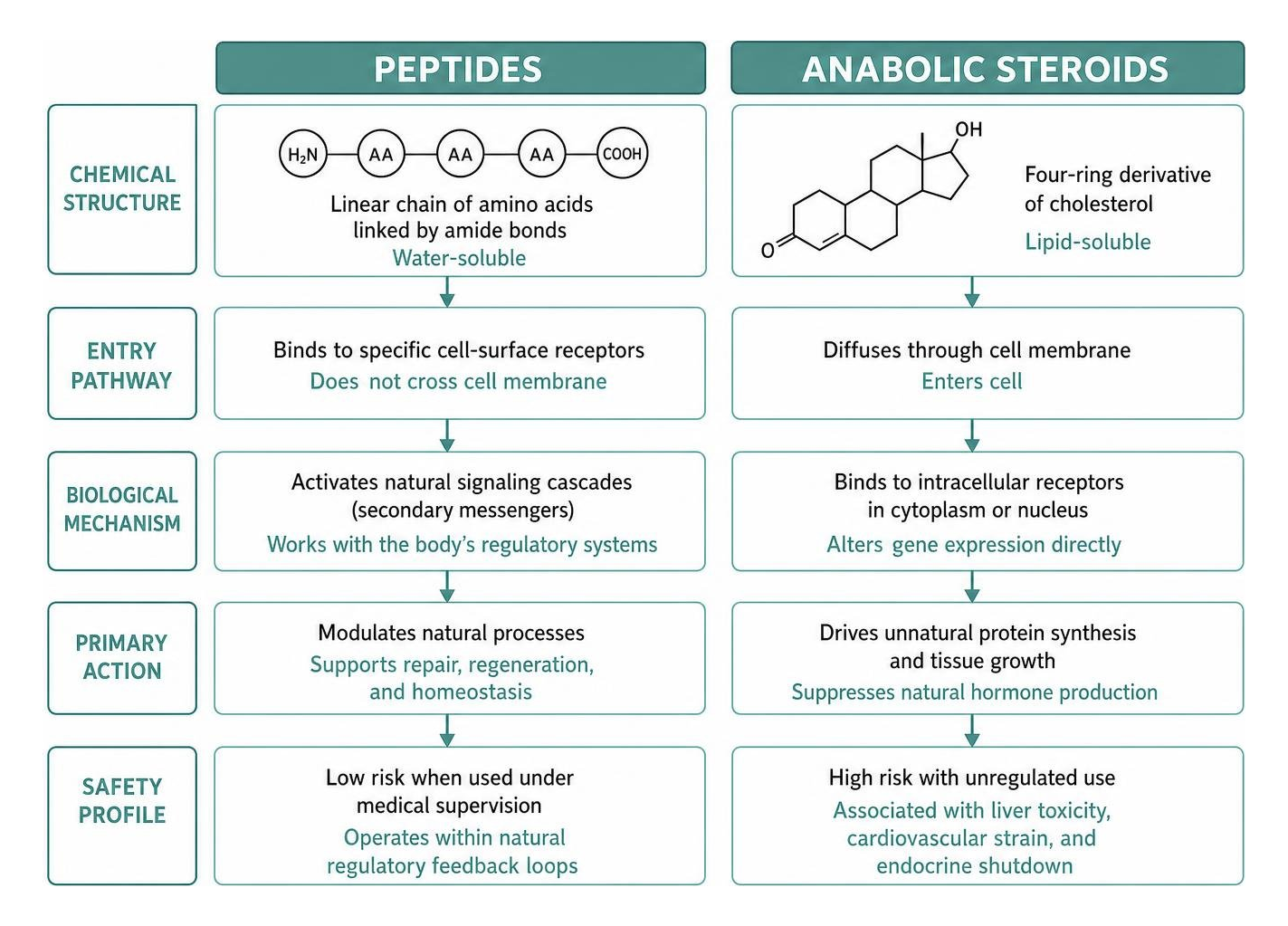 Diagram contrasting peptide molecular mechanisms with anabolic steroid pathways