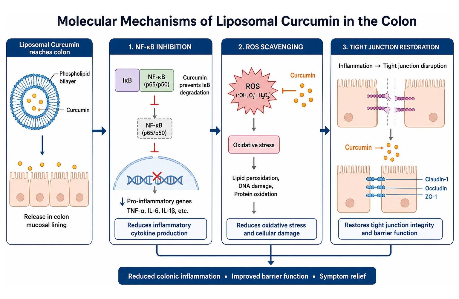 Molecular mechanisms of liposomal curcumin in the colon: NF-kB inhibition, ROS scavenging, and tight junction restoration Molecular mechanisms of liposomal curcumin in the colon: NF-kB inhibition, ROS scavenging, and tight junction restoration