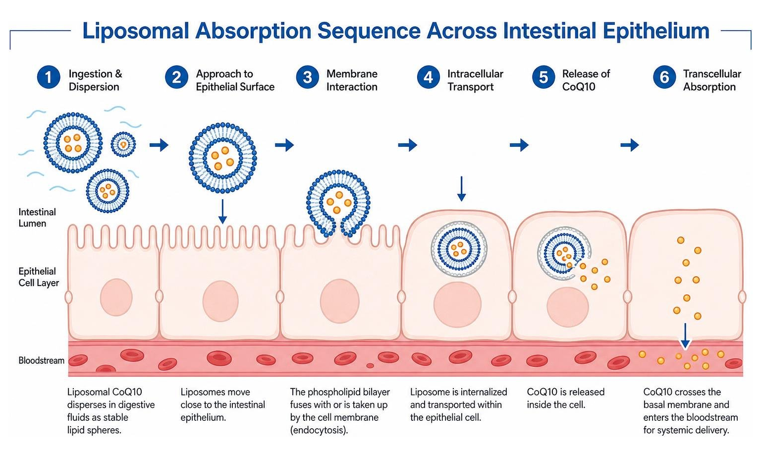 Diagram showing liposomal absorption sequence across intestinal epithelium
