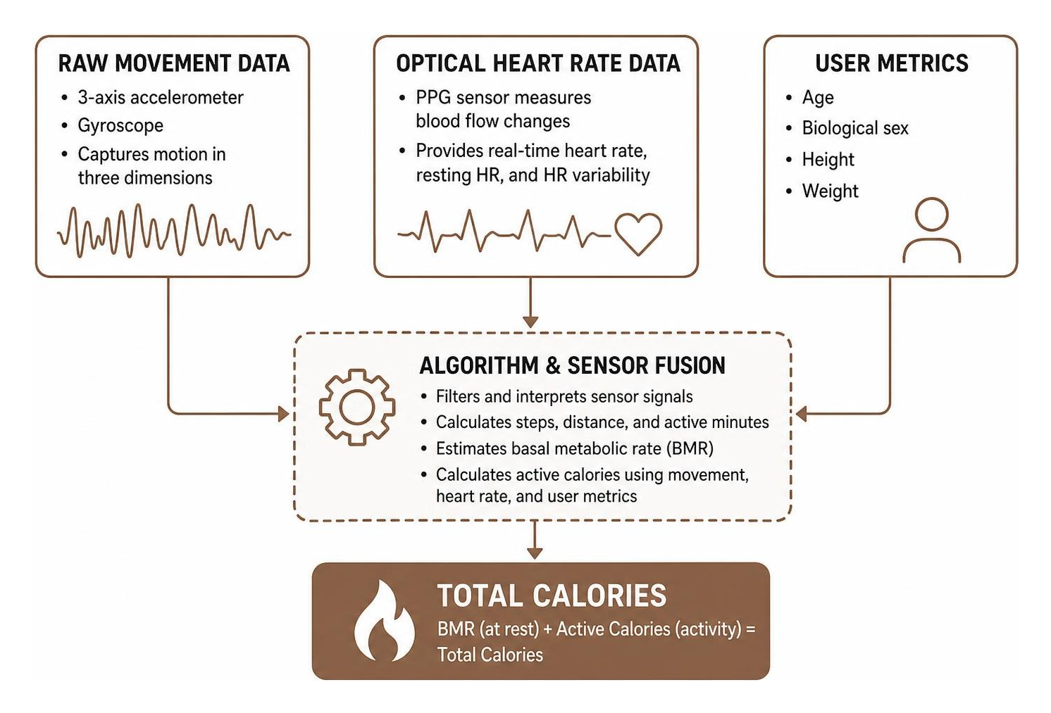 Diagram showing how raw movement and optical heart rate data combine with user metrics to calculate total calories Diagram showing how raw movement and optical heart rate data combine with user metrics to calculate total calories