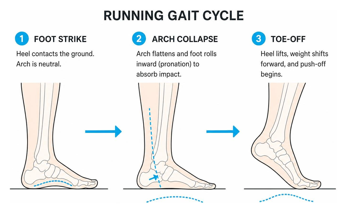running gait cycle showing foot strike, arch collapse, and toe-off running gait cycle showing foot strike, arch collapse, and toe-off
