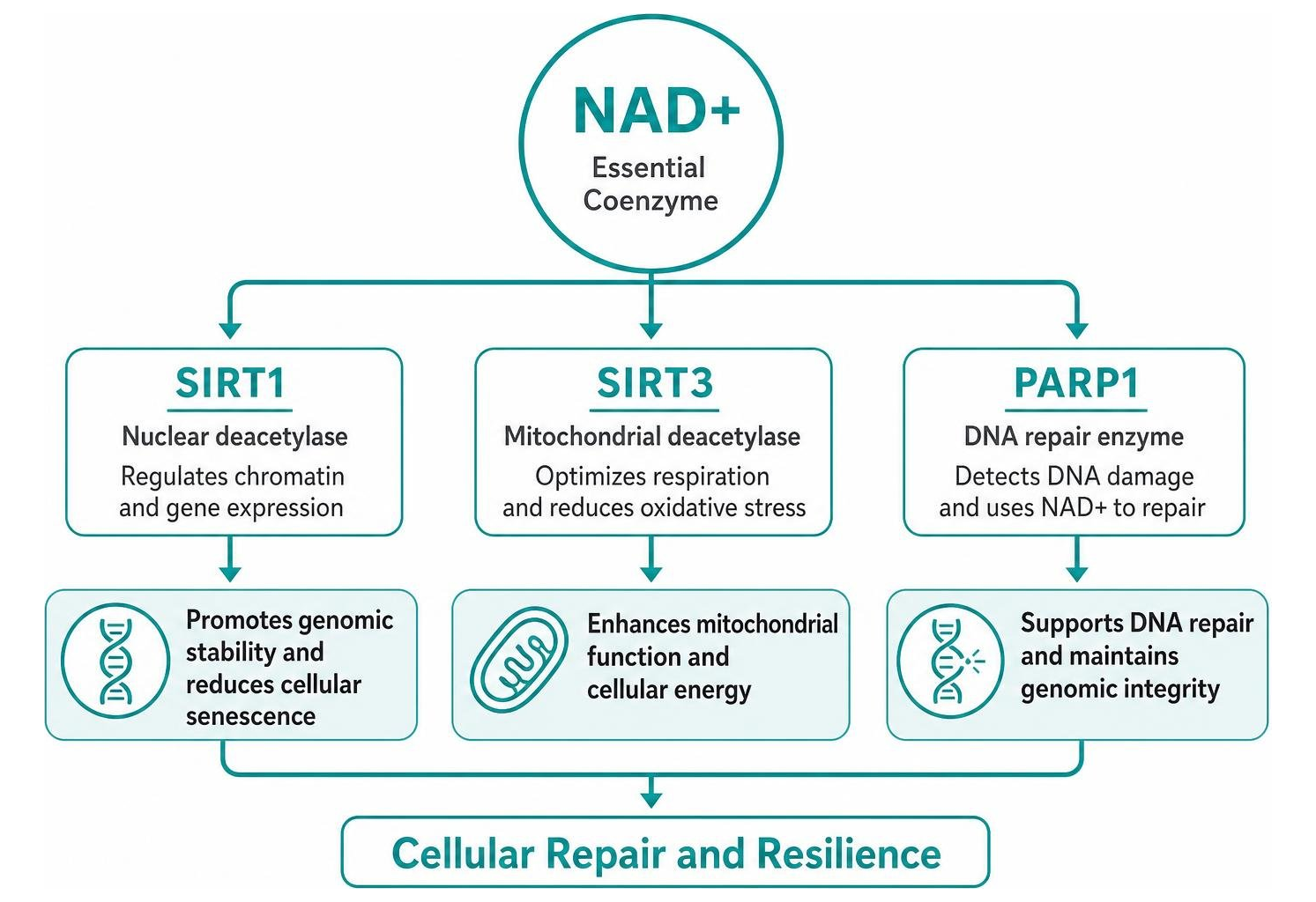 pathway diagram of NAD+ activating SIRT1, SIRT3, and PARP1 for cellular repair