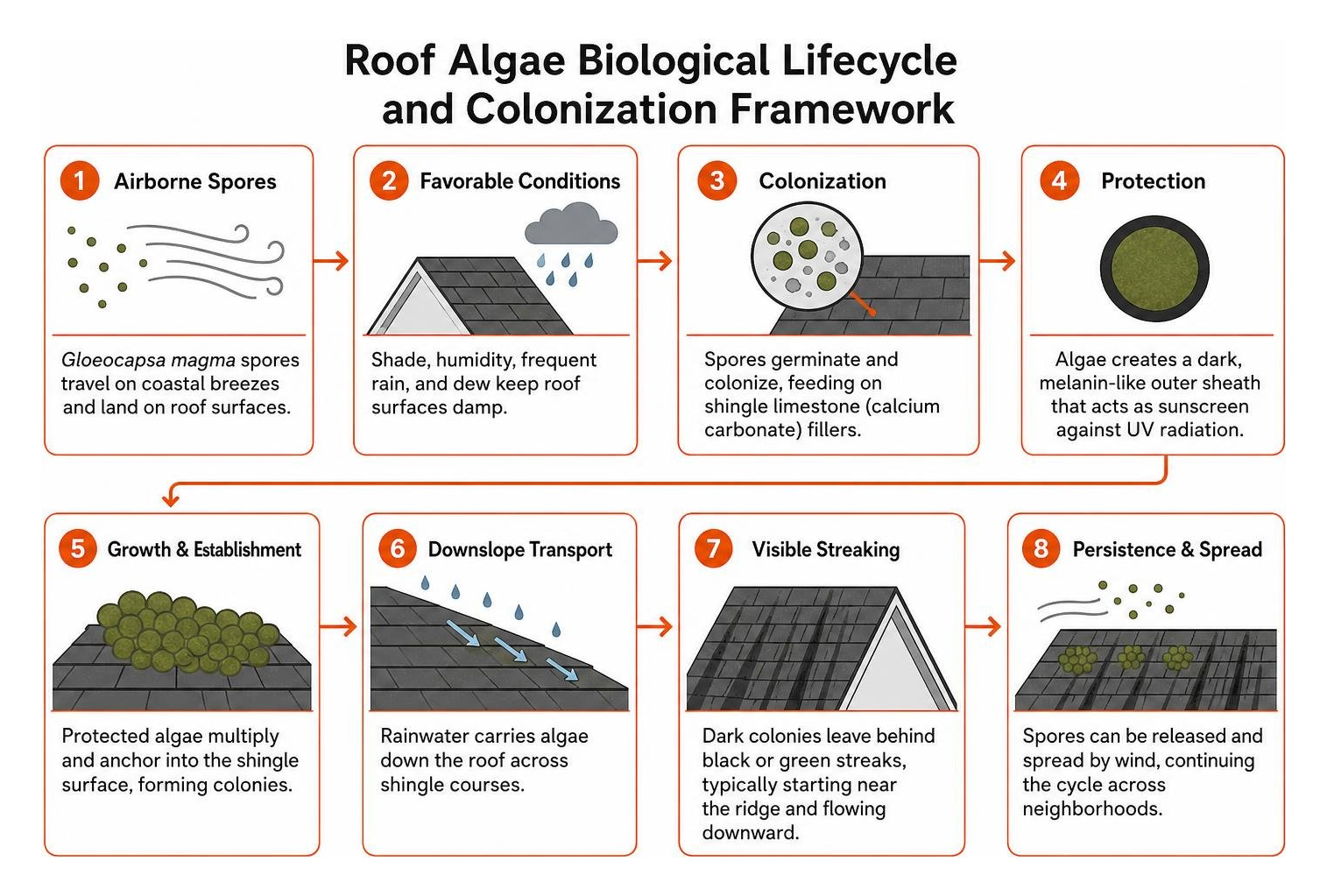 Roof algae biological lifecycle and colonization framework Roof algae biological lifecycle and colonization framework