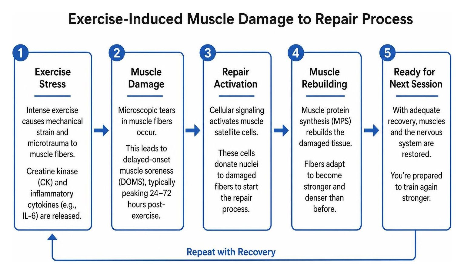 exercise-induced muscle damage to repair process