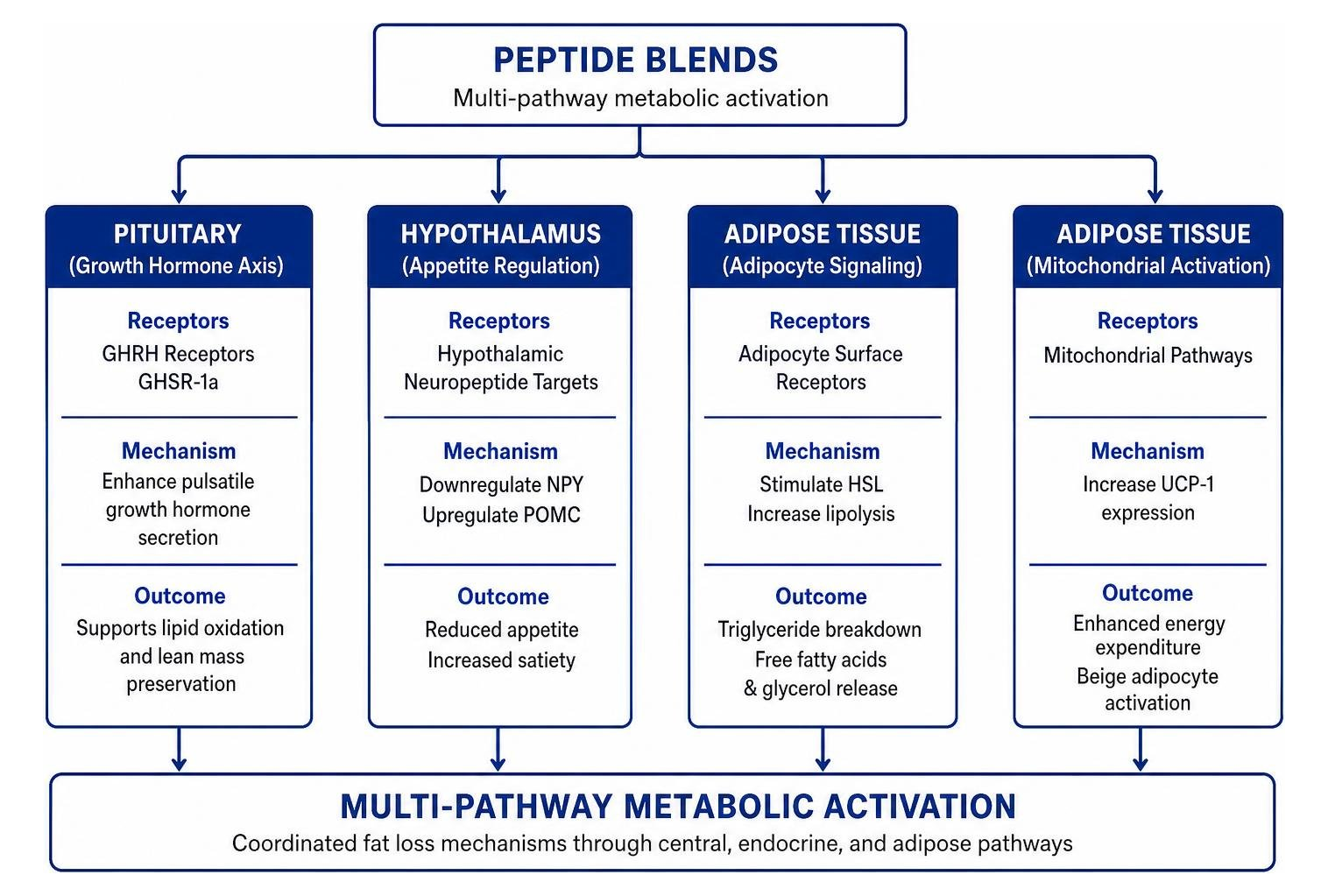 Diagram of multi-pathway metabolic activation across pituitary, hypothalamic, and adipose receptors