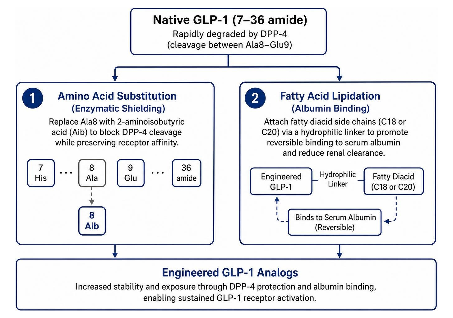 Peptide engineering process showing amino acid substitution and fatty acid lipidation