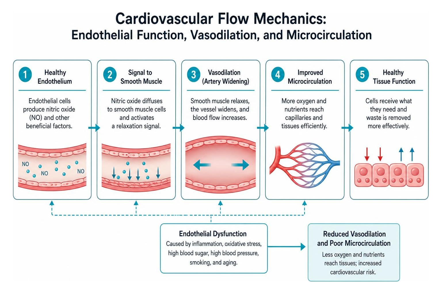 Cardiovascular flow mechanics: endothelial function, vasodilation, and microcirculation