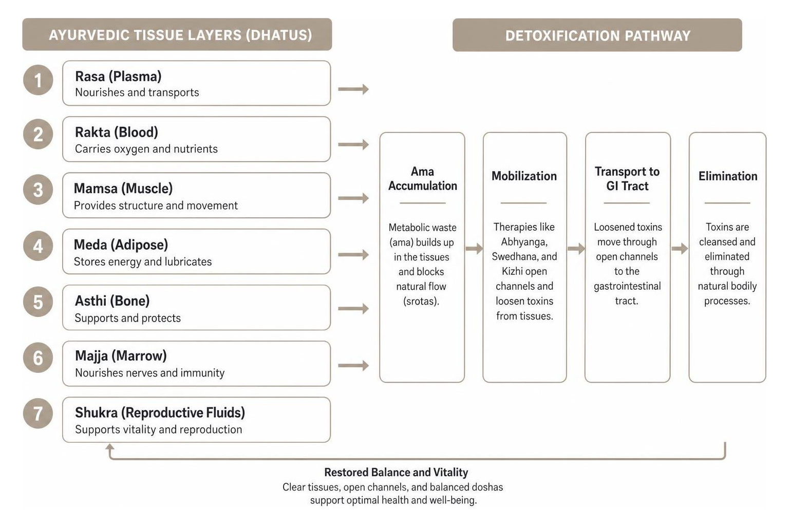 Diagram showing the Ayurvedic tissue layers and detoxification pathway Diagram showing the Ayurvedic tissue layers and detoxification pathway