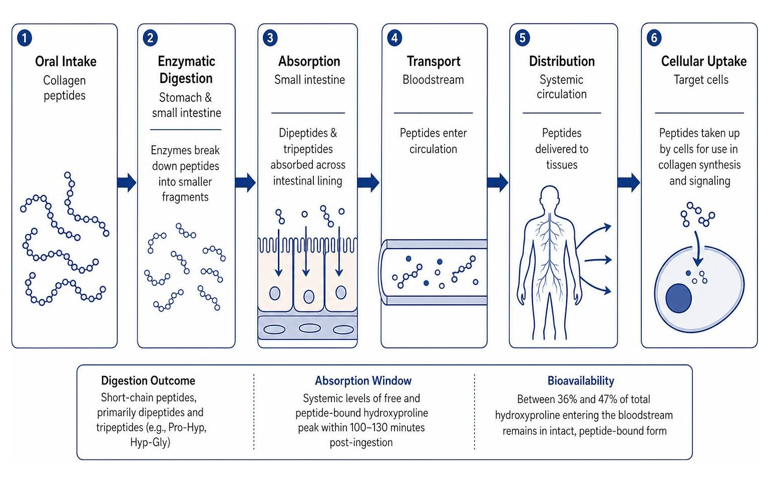 Digestive breakdown and cellular uptake of oral collagen peptides