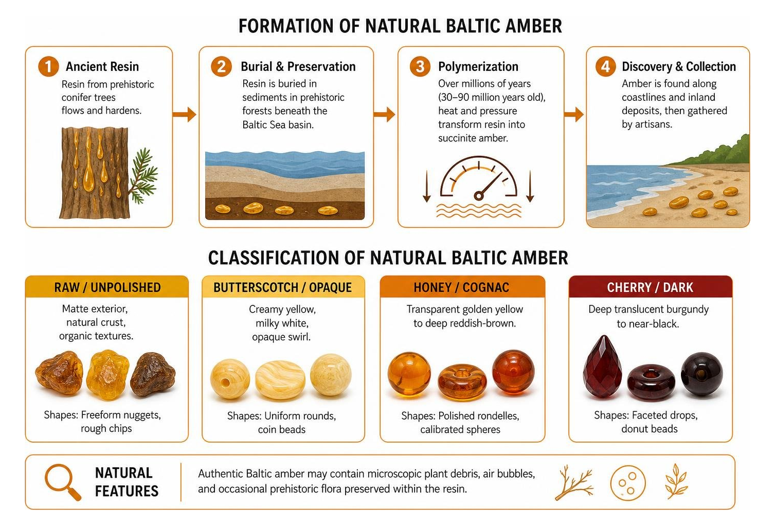 formation and classification of natural Baltic amber formation and classification of natural Baltic amber