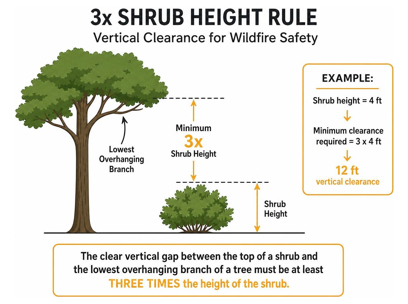 diagram illustrating the 3x shrub height rule for vertical clearance diagram illustrating the 3x shrub height rule for vertical clearance
