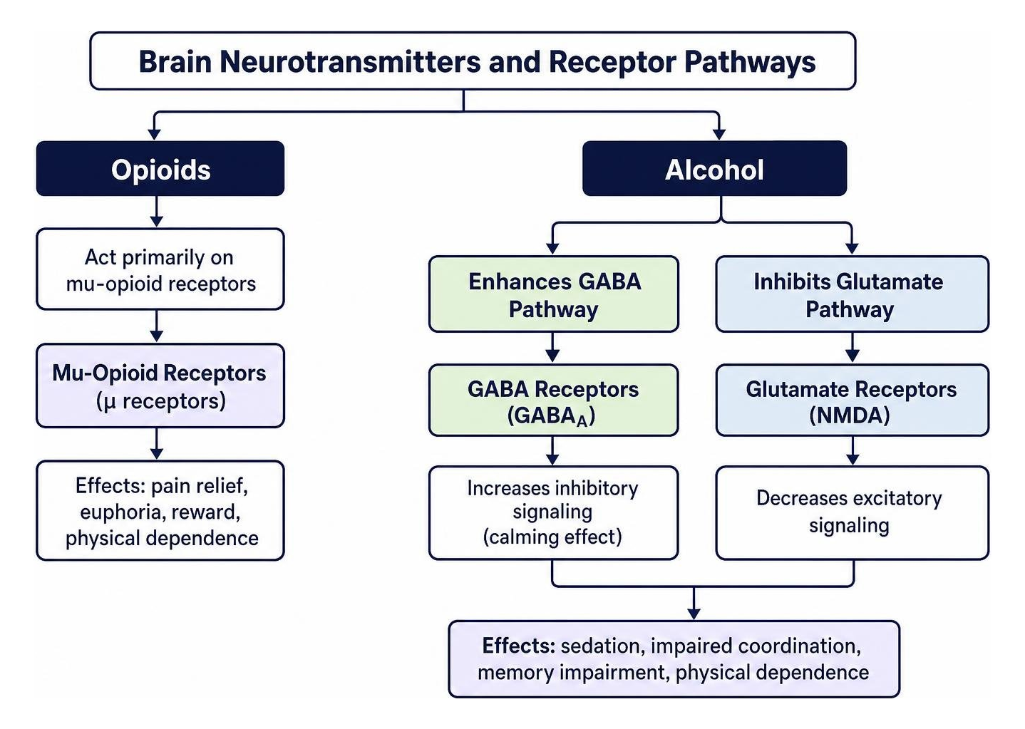 Brain neurotransmitters and receptor pathways diagram