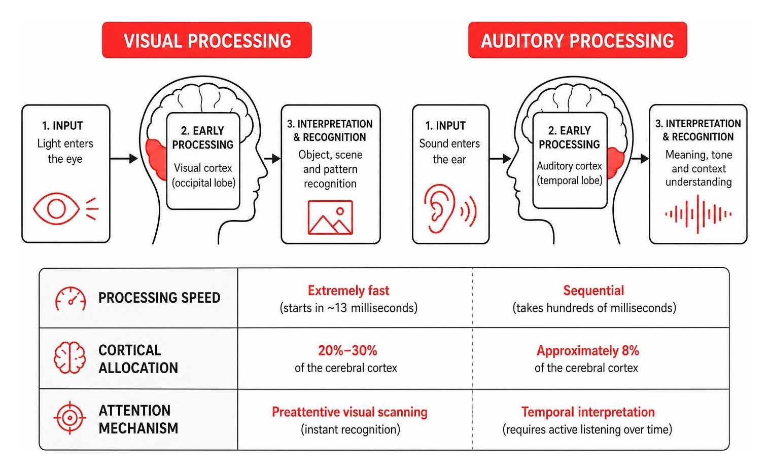 Comparison diagram of visual vs auditory sensory processing in the human brain Comparison diagram of visual vs auditory sensory processing in the human brain