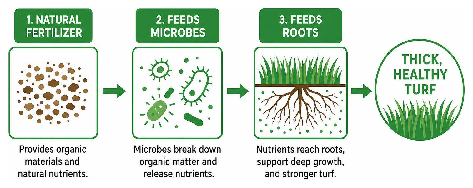 Diagram showing how natural fertilizer feeds microbes which feed roots for thick turf