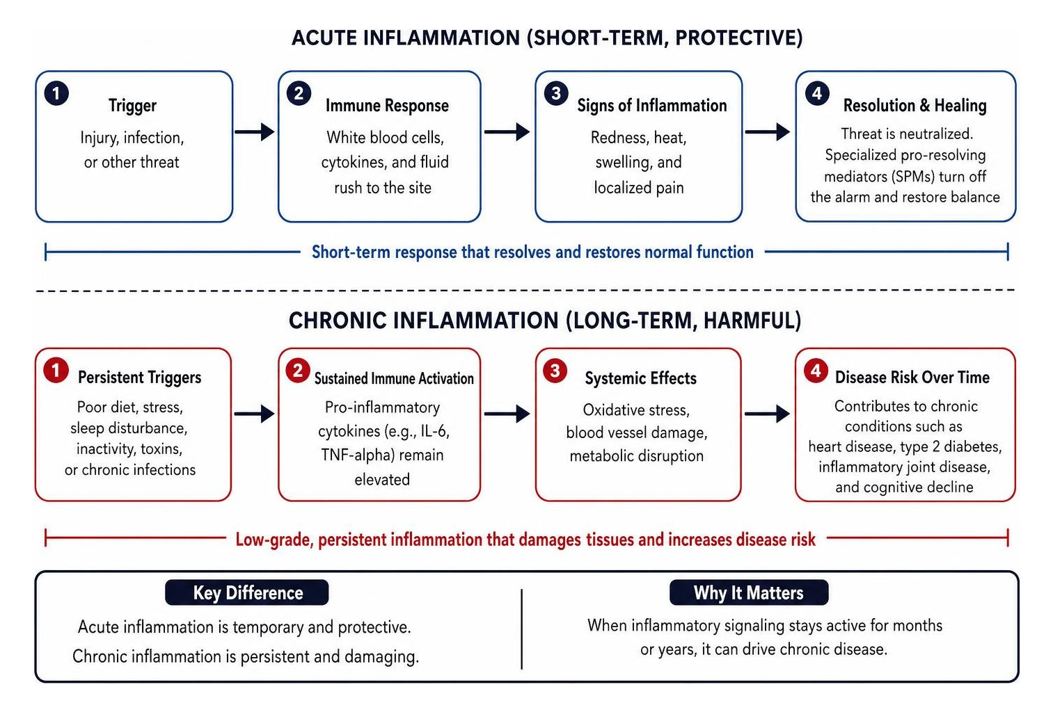acute vs chronic inflammation process timeline acute vs chronic inflammation process timeline