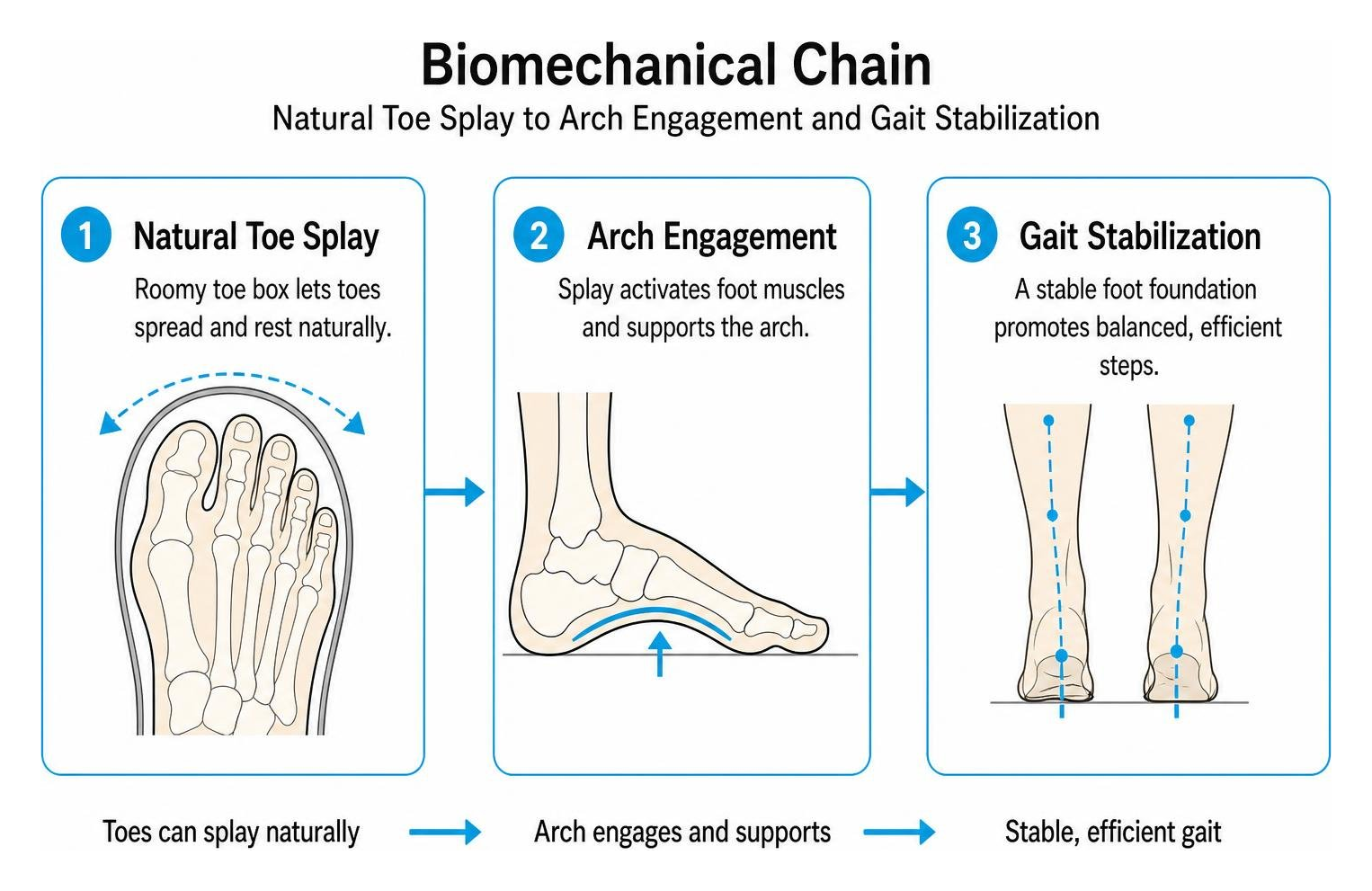 Biomechanical chain: natural toe splay to arch engagement and gait stabilization Biomechanical chain: natural toe splay to arch engagement and gait stabilization
