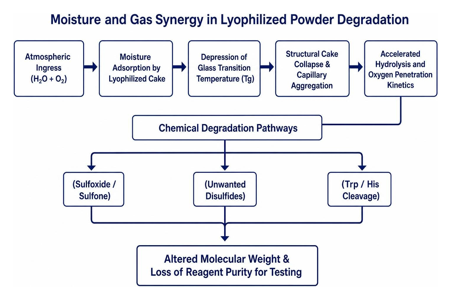 Diagram showing moisture and gas synergy in lyophilized powder degradation