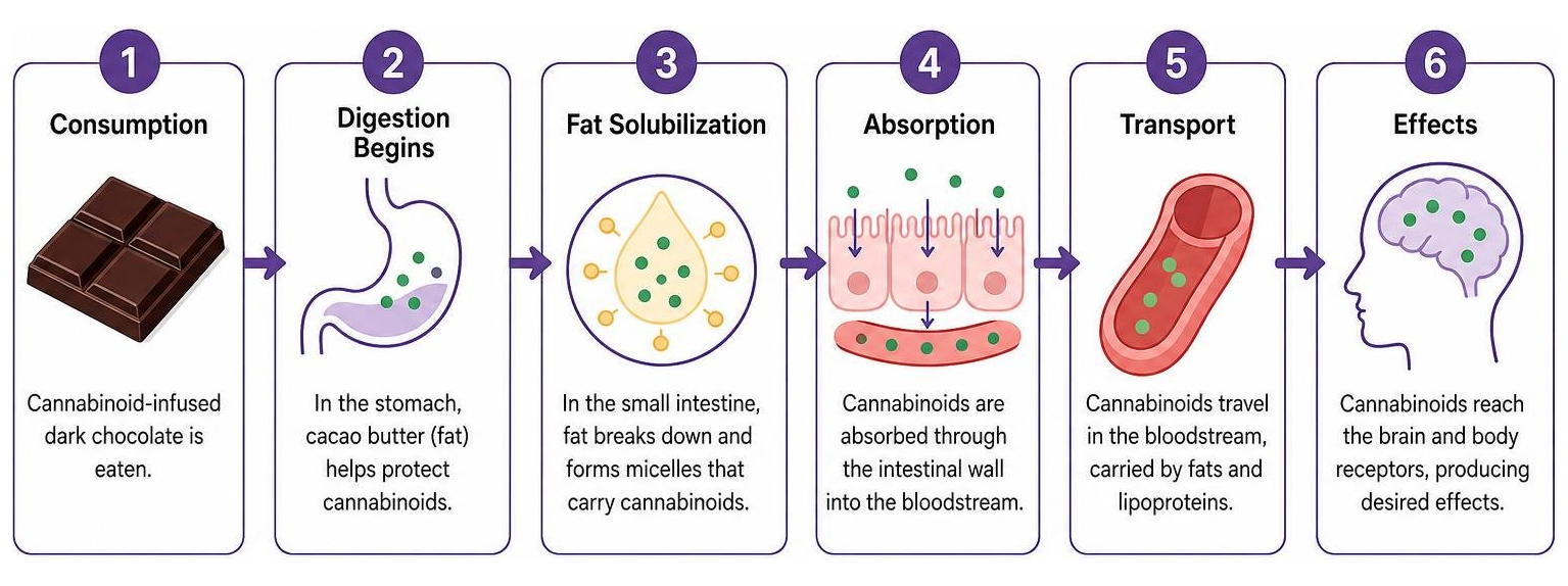 Process of cannabinoid absorption in the body through fat-soluble dark chocolate Process of cannabinoid absorption in the body through fat-soluble dark chocolate