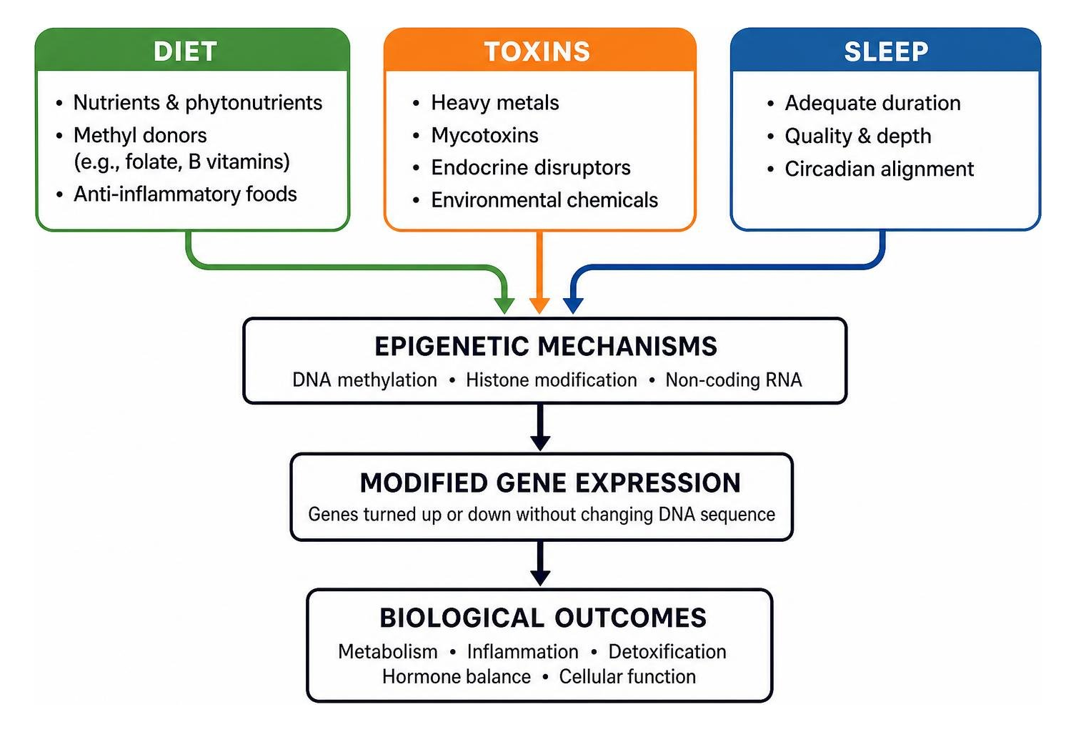 Framework of how diet, toxins, and sleep epigenetically modify gene expression