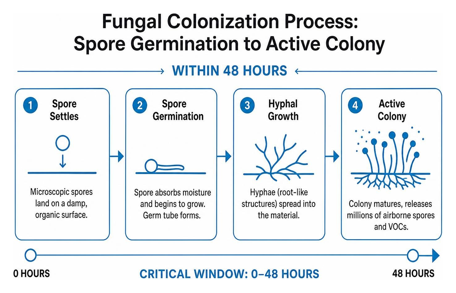 Fungal colonization process: spore germination to active colony within 48 hours Fungal colonization process: spore germination to active colony within 48 hours