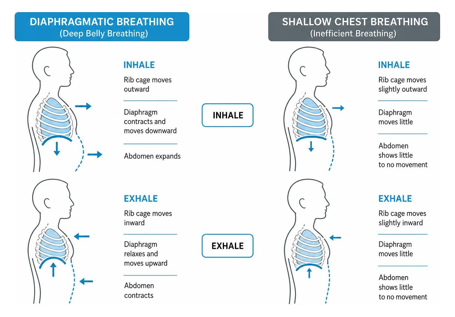 Diagram illustrating the difference in rib cage and abdominal expansion between diaphragmatic breathing and shallow chest Diagram illustrating the difference in rib cage and abdominal expansion between diaphragmatic breathing and shallow chest