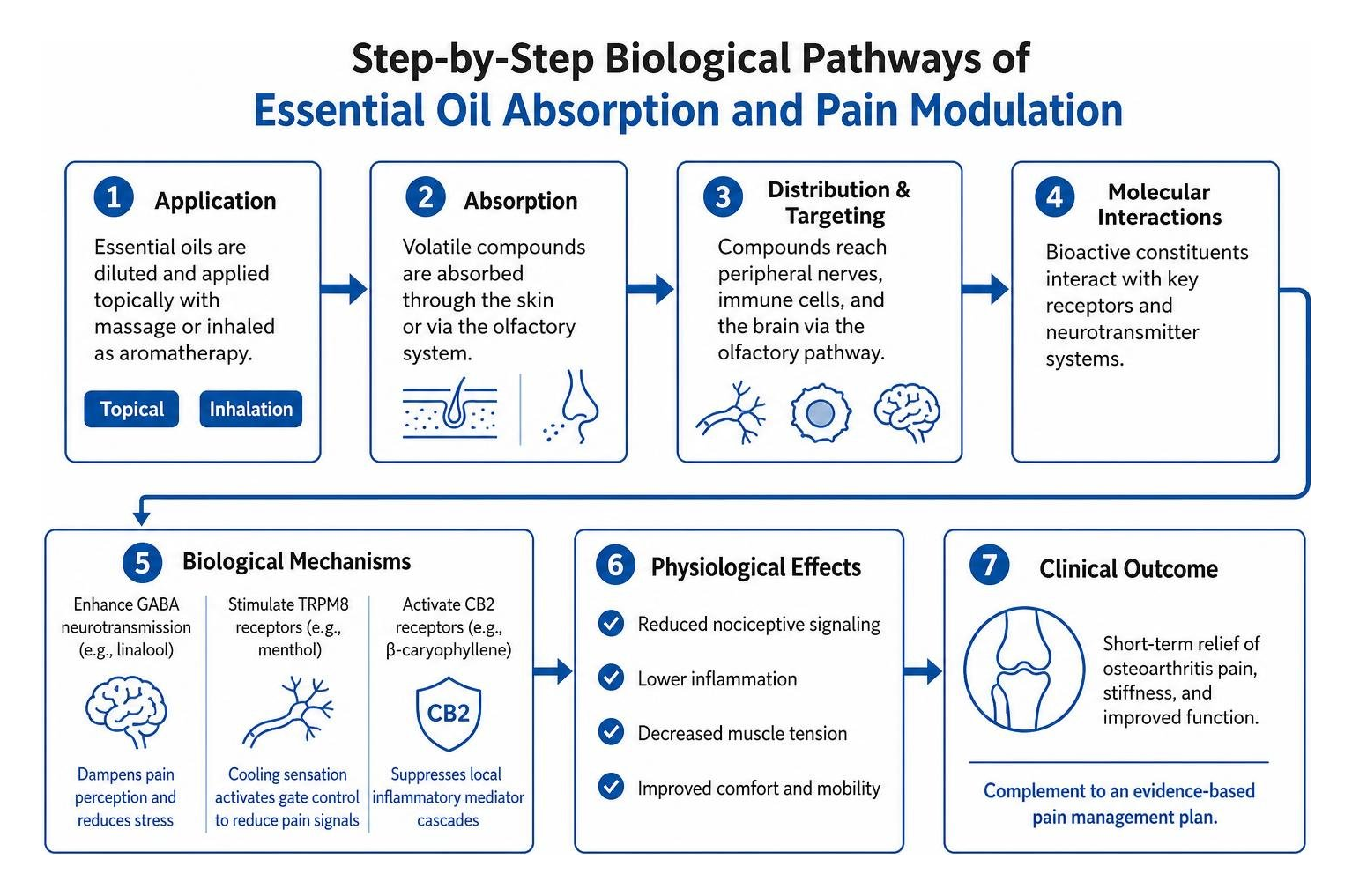 Step-by-step biological pathways of essential oil absorption and pain modulation Step-by-step biological pathways of essential oil absorption and pain modulation