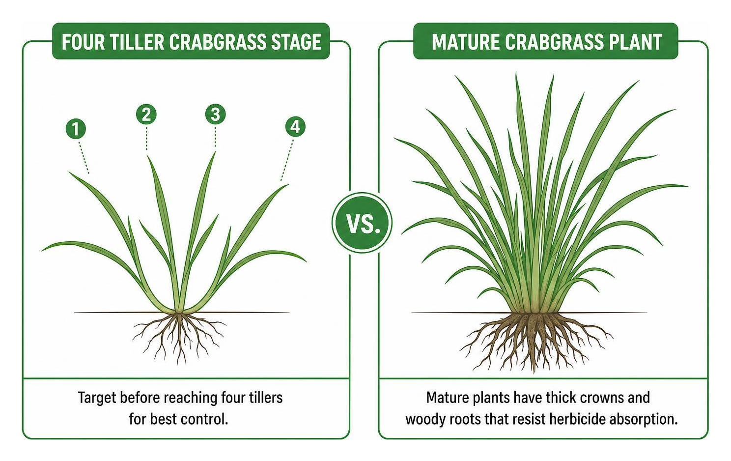 Four tiller crabgrass stage compared to mature crabgrass plant Four tiller crabgrass stage compared to mature crabgrass plant