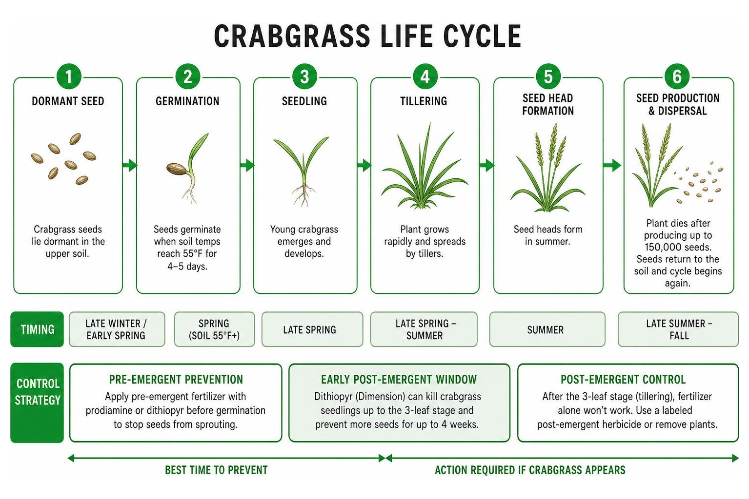 crabgrass lifecycle diagram