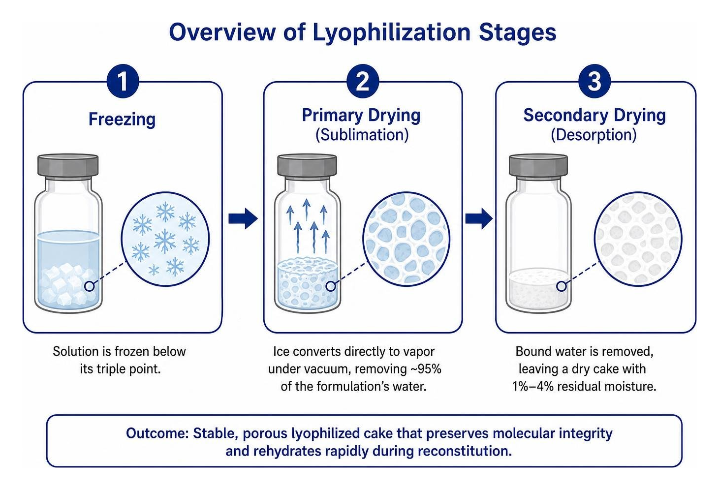 Overview of lyophilization stages from freezing to sublimation and secondary drying
