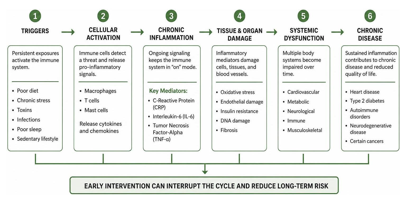 How chronic inflammation progresses from cellular triggers to systemic disease