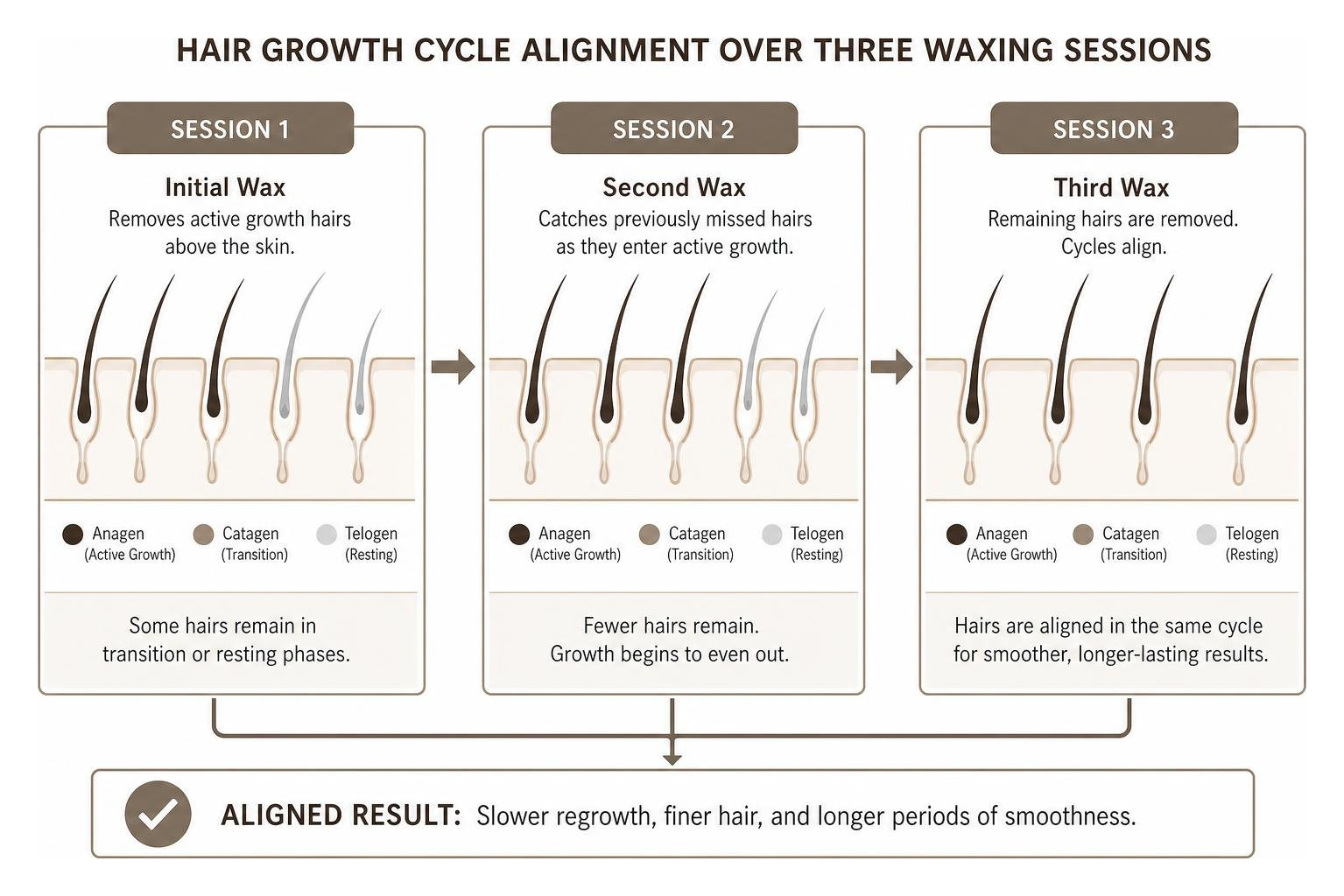 Process of hair growth cycle alignment over three waxing sessions Process of hair growth cycle alignment over three waxing sessions