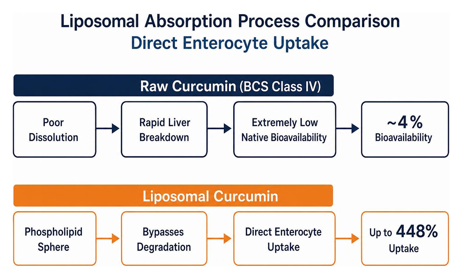 Liposomal absorption process comparison showing direct enterocyte uptake