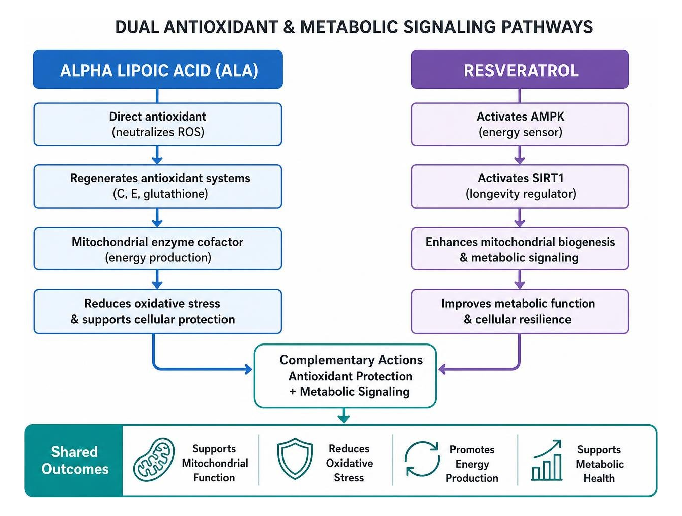 Diagram showing dual antioxidant and metabolic signaling pathways of ALA and Resveratrol Diagram showing dual antioxidant and metabolic signaling pathways of ALA and Resveratrol