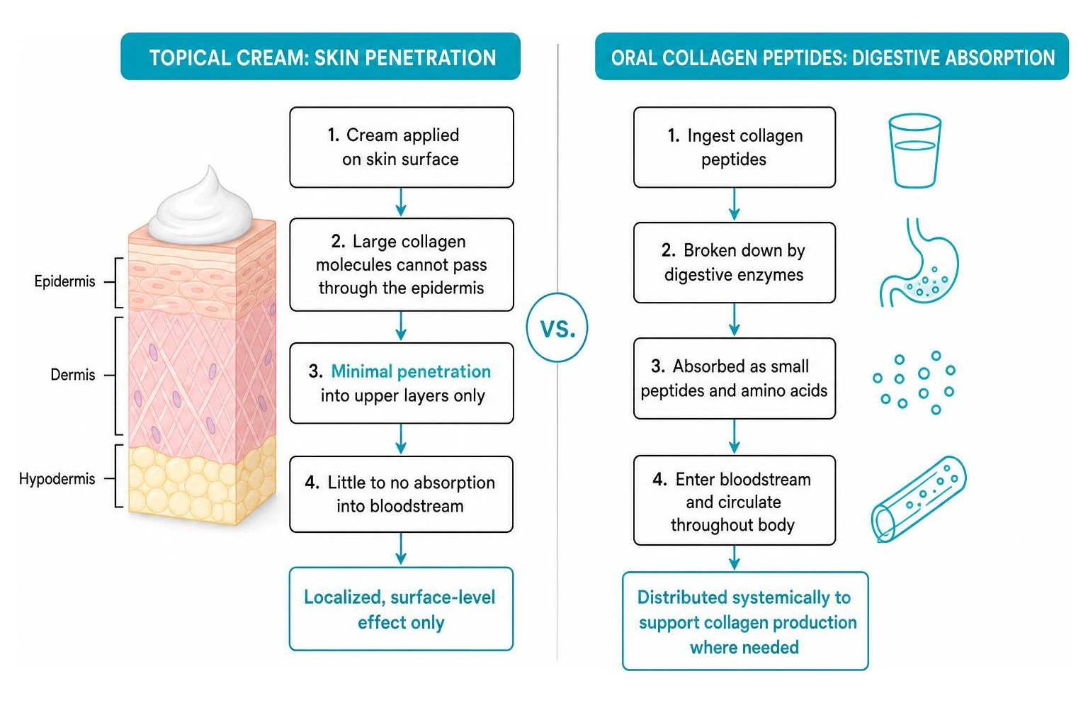 Diagram comparing topical cream skin penetration versus digestive peptide absorption