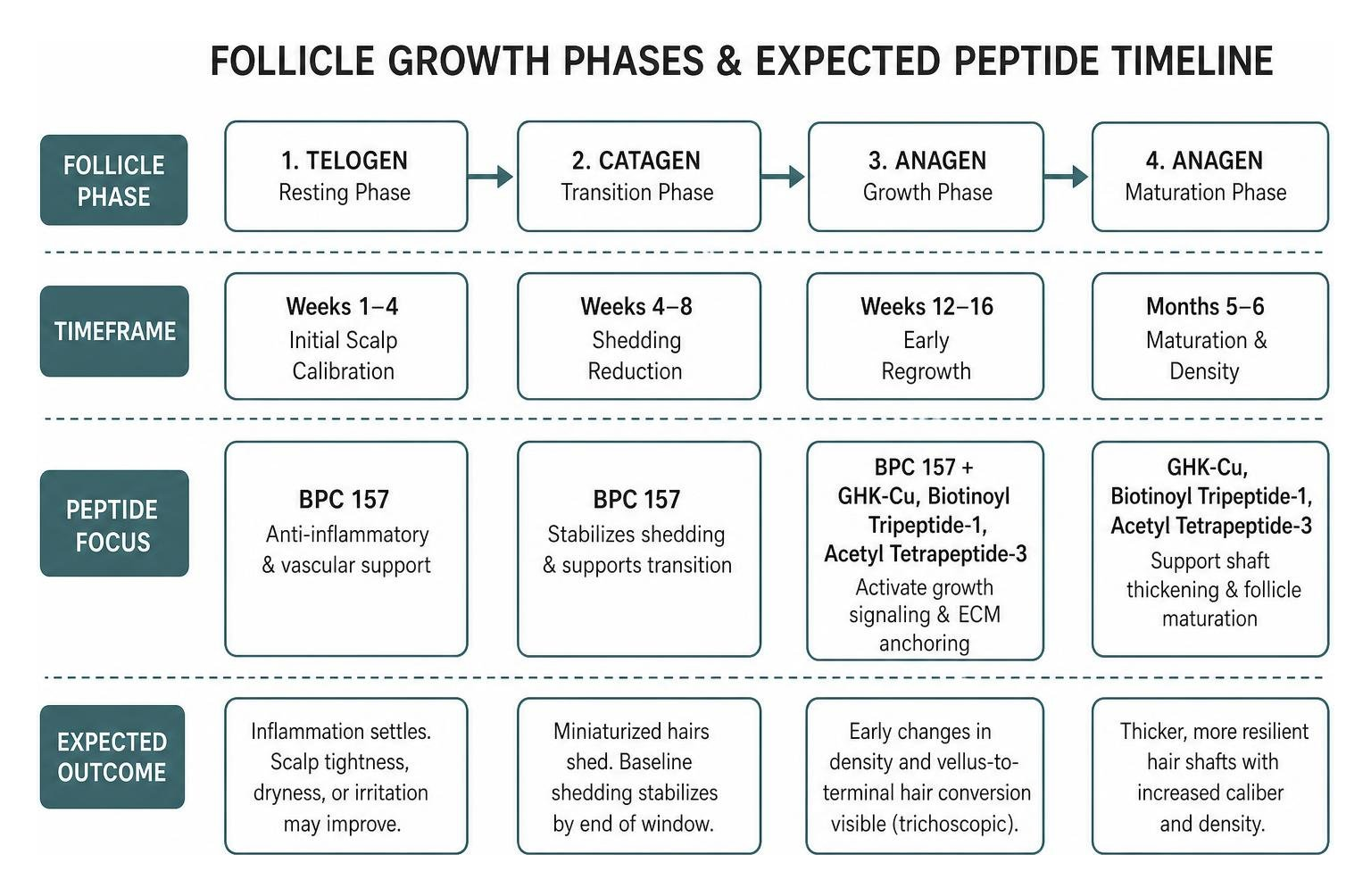 Follicle growth phases and expected peptide timeline Follicle growth phases and expected peptide timeline