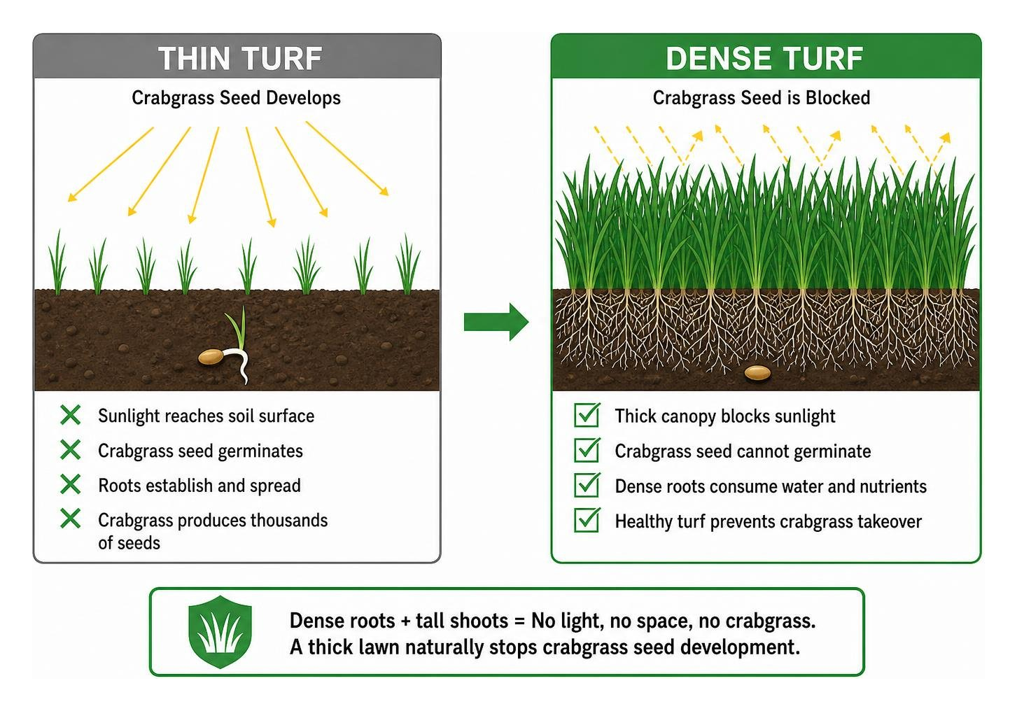 Diagram showing how dense grass roots and tall shoots block crabgrass seed development