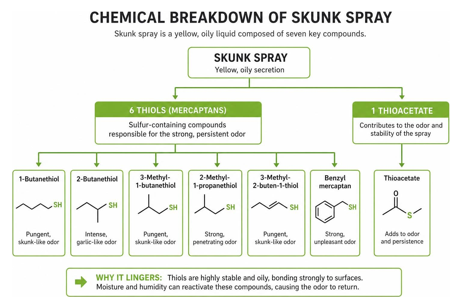 diagram showing the chemical breakdown of skunk spray diagram showing the chemical breakdown of skunk spray